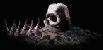 skull